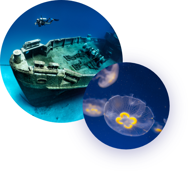 Views of a Ship on the Sea Floor With Sea Life