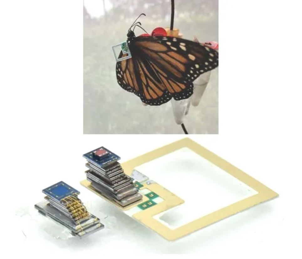insect tracking with micro-battery powered sensors from city labs